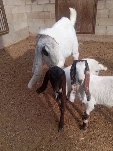 объявления о продаже собак: Продаю | Козёл (самец) | Камори | Для разведения | Племенные — 9