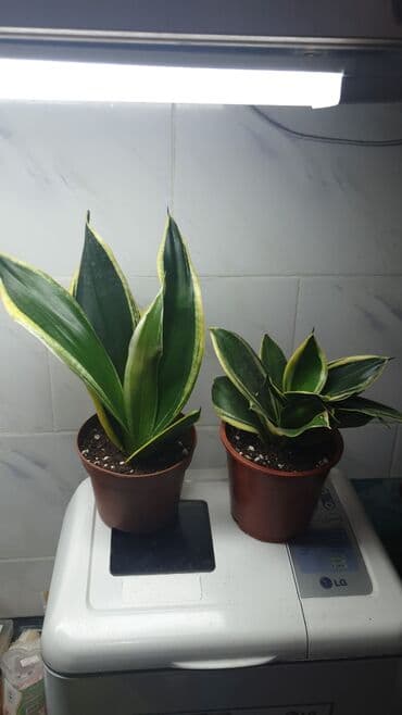 Сансевьерия 2 сорта по 400с. Ленинградская исанова