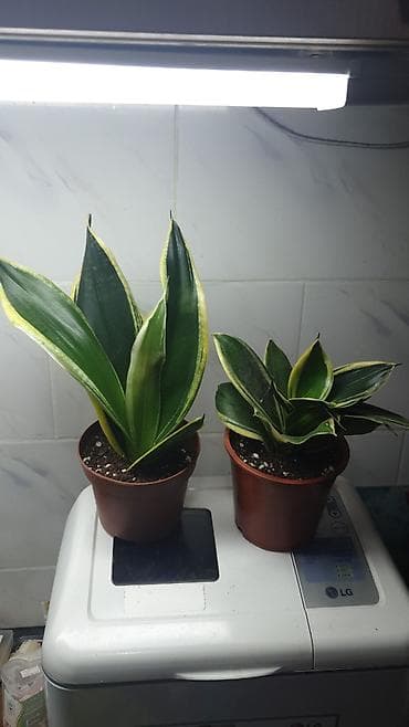 исанова: В продаже разные комнатные растения. Ленинградская исанова — 1