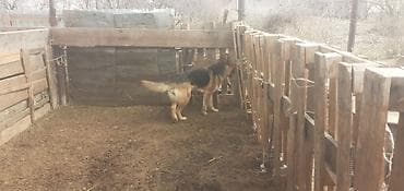 продаю щенков немецкой овчарки: Овчарка сучка — 3