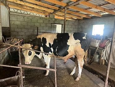 корова с теленкам: Продаю | Бык (самец) | Голштин, Швицкая | На откорм, На забой, Для разведения — 2