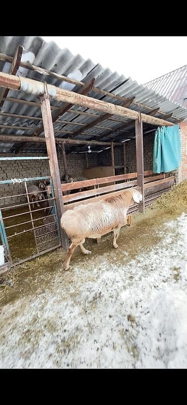 дом для котов: Продаю | Баран (самец) | На забой | Племенные — 3