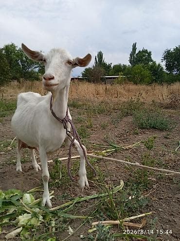 Продаю | Коза (самка) | Для молока — 2