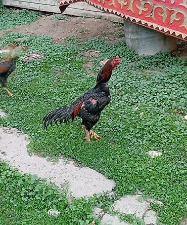 кунай минато: Продаю | Петух | Дакан | Для боев — 1