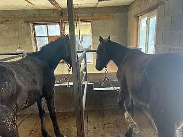 ат бычмал: Продаю | Жеребец | Рабочий — 9