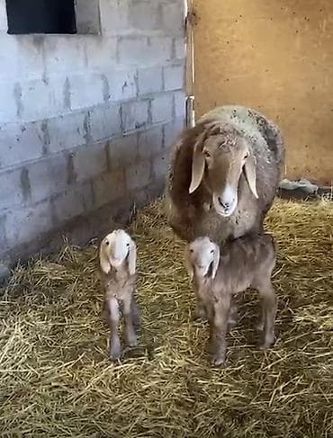 котята каракол: Продаю | Овца (самка), Ягненок, Баран (самец) | Арашан | Для разведения | Племенные — 6