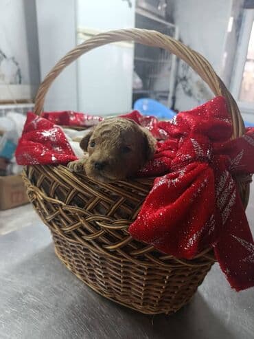 сколько стоит собака алабай: Пудель, 1 месяц, Самец — 1