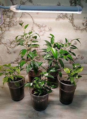 фикусы: ФИКУС Продаю ФИКУСЫ по 350 сом 🌿 В каждом стаканчике по 3–6 веточек — 1