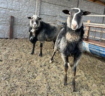 купить собаку шпица недорого: Продаю | Овца (самка), Ягненок, Баран (самец) | Романовская | Для разведения | Племенные, Осеменитель — 1