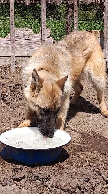 монбельярд цена: Собака даром: Овчарка, 10 месяцев, Самка — 3