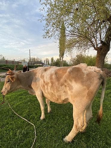 арашан ко: Сатам | Уй (ургаачы) | Сүт алуу үчүн — 1