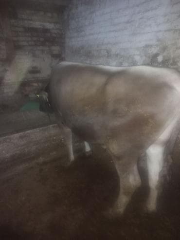 черный ангус цена: Продаю | Бык (самец) | На откорм | Привязанные — 7