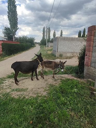 үй жаныбарлары: Ослы – пара: взрослая ослица и жеребёнок - Вид: домашние ослы - — 1