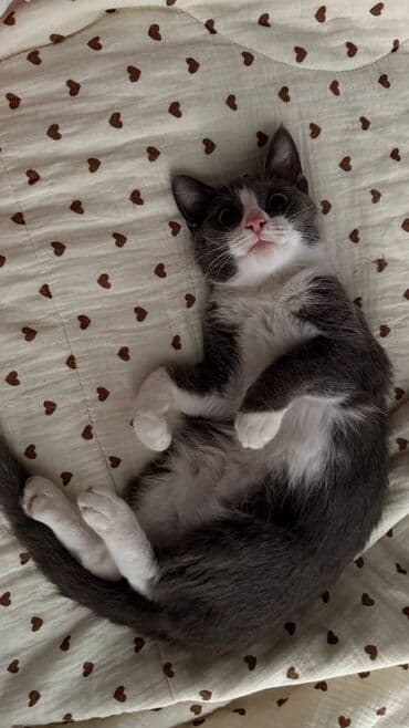 1 год, Девочка, Приучена к лотку, Проглистована, С документами at lalafo.kg 1 год, Девочка, Приучена к лотку, Проглистована, С документами