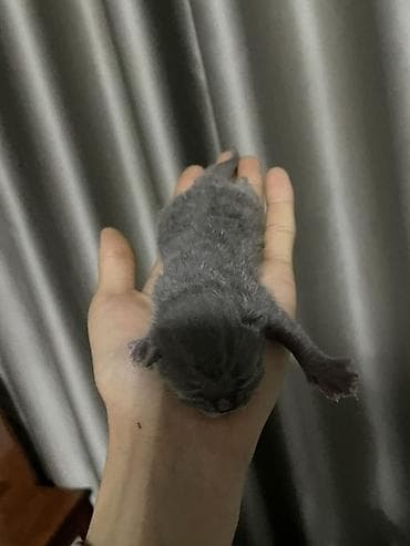 котенок в добрые руки: Британские короткошёрстные котята, окрас серебристый табби — 5