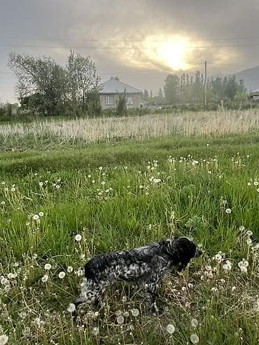 Собаки: Кокер-спаниель, 1 год, Самка, С прививкой — 9