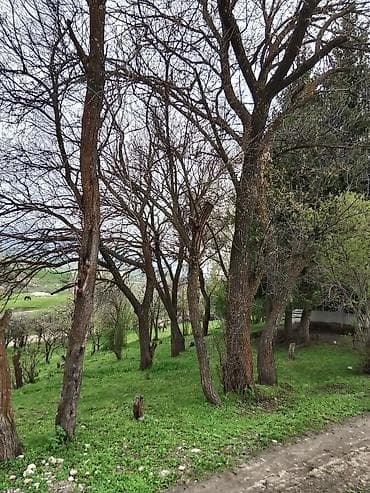 диван старый: Дрова — 1