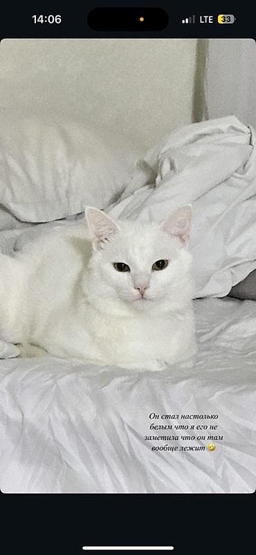 Кошки: Ангорская, 1 год, Мальчик, Белый — 5