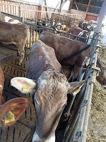 хуаге компания бишкек: Талап кылынат Малчы, Төлөм: Ай сайын — 1