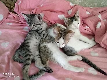 мини пу: Котята, помет из трёх малышей. Описание: - Возраст примерно 2–3 — 1