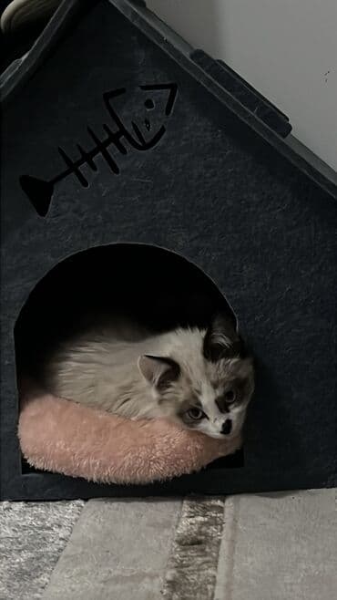 купить щенка спаниеля: Сиам, 4 айлык, Ургаачы, Аргын, Лотокко барууга үйрөтүлгөн, Курттардан тазаланган — 6