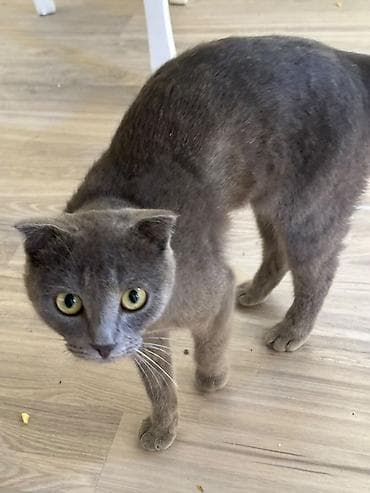 отдам в добрые руки кошку: Шотландская вислоухая кошка, окрас голубой (серый). - Порода — 3
