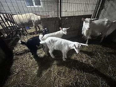 чон ат: Продаю | Коза (самка) | Для молока — 5