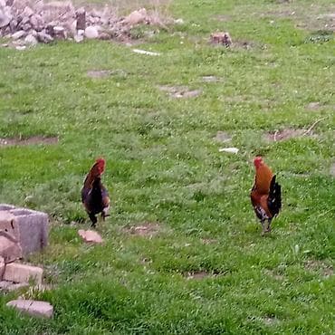 эркек ит: Сатам | Короздор | Көбөйтүү үчүн — 1