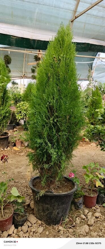 продажа рассады: Көчөттөр гүлдүн — 9