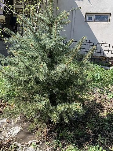 Ель колючая (голубая ель, Picea pungens), декоративный хвойник для — 1