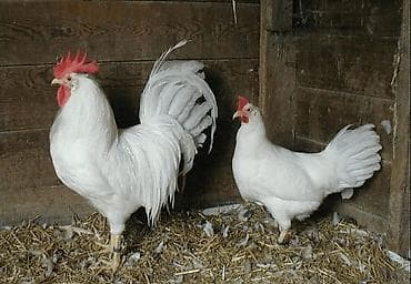 Другие животные: 🐣 Инкубационные яйца породы Леггорн (Лигорм) Продаются инкубационные — 5