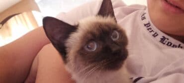 сиамский котенок: Тай, 3 айлык, Ургаачы, Лотокко барууга үйрөтүлгөн — 1