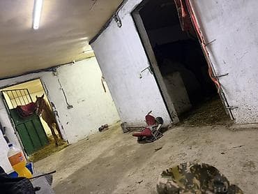 Нужен скотник (малчы керек) ат караган Оплата еже месечная Дом 2