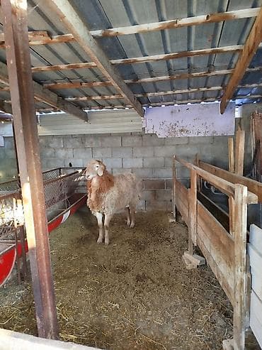 Другие животные: Продаю | Овца (самка) | Для разведения | Племенные — 6