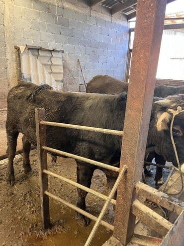 охотничий собак: Продаю | Бык (самец) | Для разведения — 3