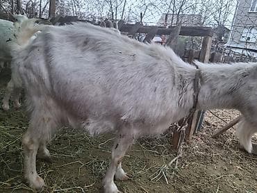 козы для молока: Продаю | Коза (самка) | Для разведения — 4