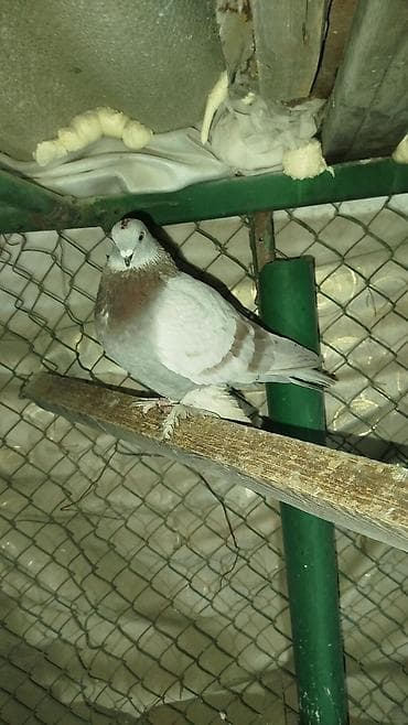 сколько стоит фазан живой: Меняю голубей на Кур. 5 голубей на 3 курицы — 6