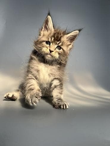 кошка британская: Чистокровные мейн-Куны от элитных родителей и предков с полным пакетом — 6