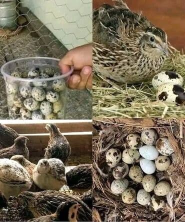 цена железа за 1 кг бишкек: Перепелиные яйца от домашнего хозяйства - Натуральные яйца от — 2