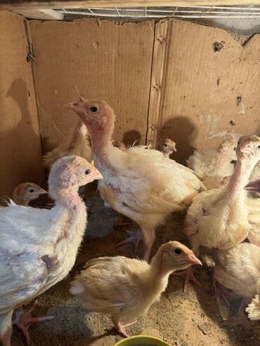 купить домашних курей: Продаю индюшат — 3