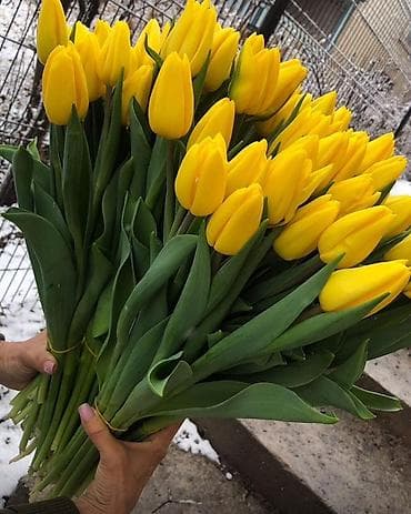 Өнөр жай химиясы: ТЮЛЬПАНЫ ТЮЛЬПАНЫ ТЮЛЬПАНЫ на 8 марта. Бронь - Палитра: ярко‑желтые — 2