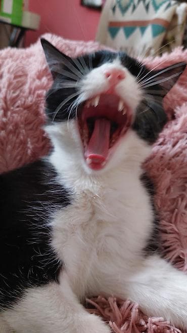кот рыжий: Кошка даром: Беспородная, 10 месяцев, Девочка, Кастрирована — 2