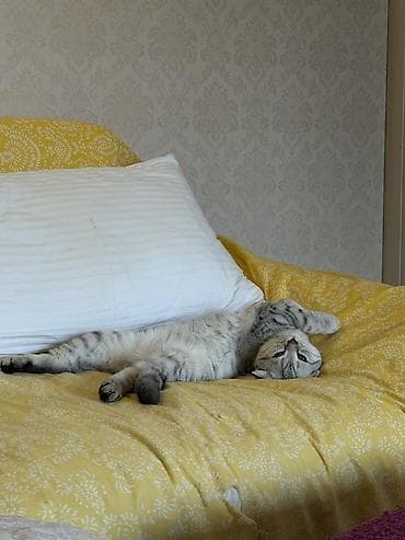 Продажа кошек: Скотиш Страйт (Шотландская прямоухая), 5 месяцев, Мальчик, Серебристая шиншилла, Приучена к лотку — 3