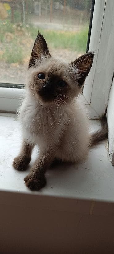котята милые: Сиамский котёнок поинтового окраса (seal-point). - Ярко-голубые — 2