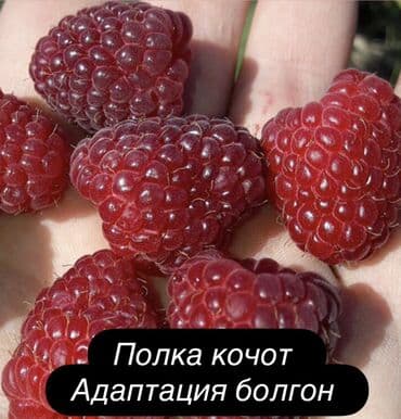 корни малины: Полка кочот сатылат адаптация болгон 100% гарантия канчасы чыкпай — 1