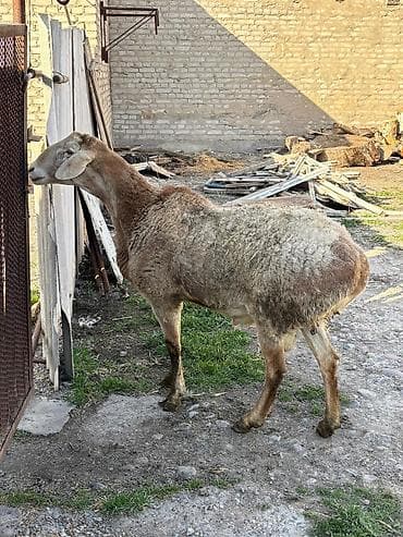 шерсть меренос: Продаю | Овца (самка) | Арашан | Для разведения | Осеменитель — 3