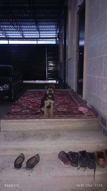 бигль щенки: Немецкая овчарка, 2 месяца, Самец, С прививкой — 5