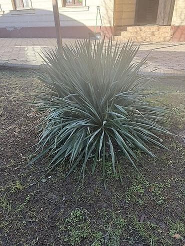 Юкка Все за 800 !!!!можно отделить на много кустов по отдельности