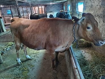 арабские лошади цена: Продаю | Корова (самка) | Для молока | Привязанные — 1