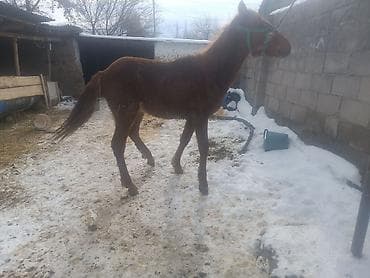бычки в канте: Продаю | Жеребенок | Рабочий — 2